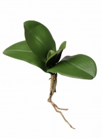 Phalaenopsis bladtoef x5 large met wortel 21cm